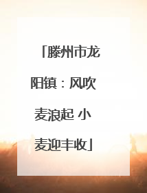 滕州市龙阳镇：风吹麦浪起 小麦迎丰收