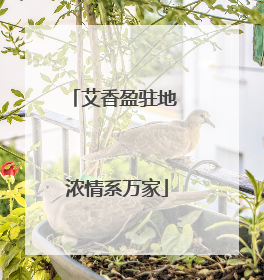 艾香盈驻地 浓情系万家