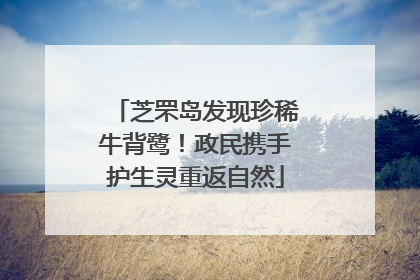 芝罘岛发现珍稀牛背鹭！政民携手护生灵重返自然
