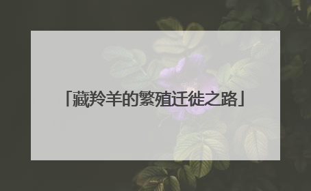 藏羚羊的繁殖迁徙之路