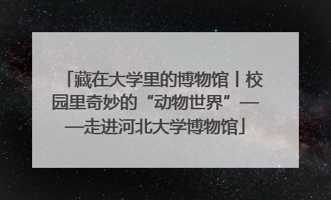 藏在大学里的博物馆丨校园里奇妙的“动物世界”——走进河北大学博物馆