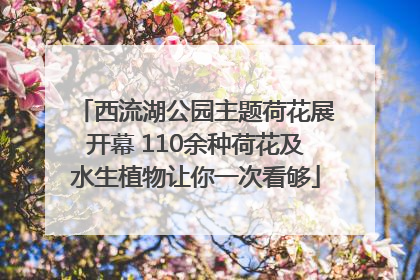 西流湖公园主题荷花展开幕 110余种荷花及水生植物让你一次看够