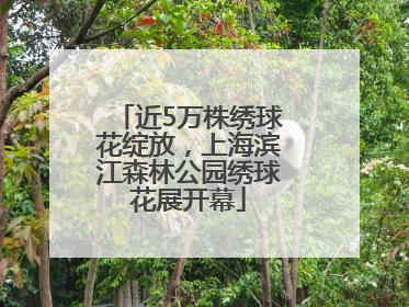 近5万株绣球花绽放，上海滨江森林公园绣球花展开幕