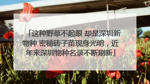 这种野草不起眼 却是深圳新物种 密穗砖子苗现身光明，近年来深圳物种名录不断刷新