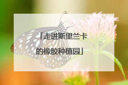走进斯里兰卡的橡胶种植园