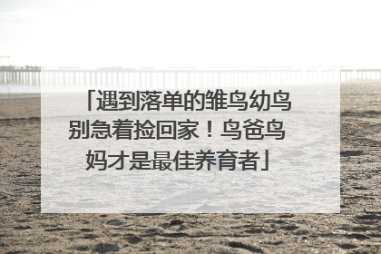 遇到落单的雏鸟幼鸟别急着捡回家！鸟爸鸟妈才是最佳养育者