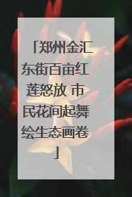 郑州金汇东街百亩红莲怒放 市民花间起舞绘生态画卷