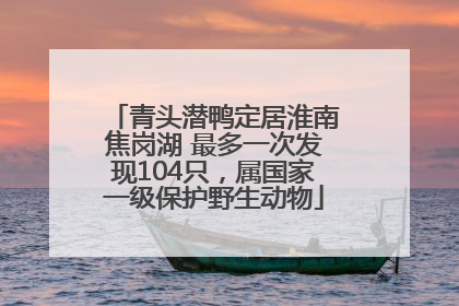 青头潜鸭定居淮南焦岗湖 最多一次发现104只，属国家一级保护野生动物
