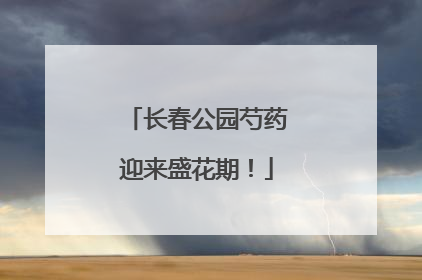 长春公园芍药迎来盛花期！