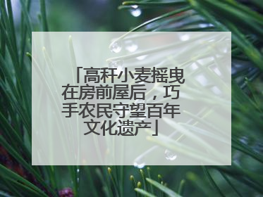 高秆小麦摇曳在房前屋后，巧手农民守望百年文化遗产