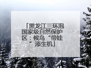 黑龙江三环泡国家级自然保护区：候鸟“带娃”添生机