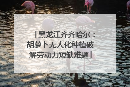 黑龙江齐齐哈尔：胡萝卜无人化种植破解劳动力短缺难题