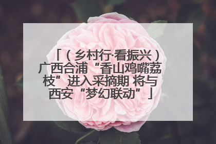 （乡村行·看振兴）广西合浦“香山鸡嘴荔枝”进入采摘期 将与西安“梦幻联动”