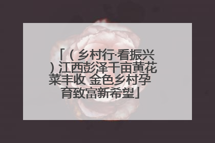 （乡村行·看振兴）江西彭泽千亩黄花菜丰收 金色乡村孕育致富新希望