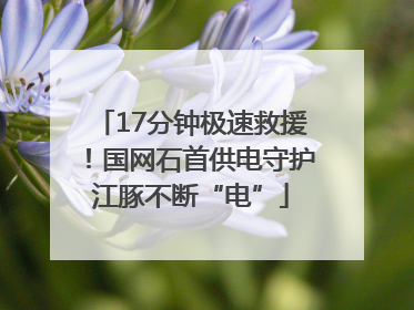 17分钟极速救援！国网石首供电守护江豚不断“电”
